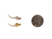 Real #1 Rattlesnake Fang: Large - 598-F1-L (Y2HC17)