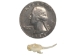 Real #1 Rattlesnake Fang: Small - 598-F1-S (Y2HC16)