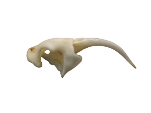 Real #1 Rattlesnake Fang: Small 