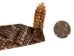 1.25" Real Rattlesnake Hat Band with Head &amp; Rattle: Closed Mouth: Black Leather Backing - 598-HB204C-BK (Y2LRE)
