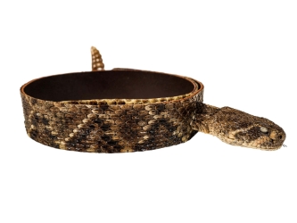 1.25" Real Rattlesnake Hat Band with Head & Rattle: Closed Mouth: Black Leather Backing rattlesnake hatbands