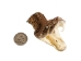 Real Rattlesnake Head: Open Mouth: Large - 598-P517L (Y1EC01)