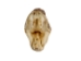 Real Rattlesnake Head: Open Mouth: Large - 598-P517L (Y1EC01)