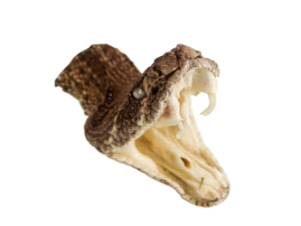 Real Rattlesnake Head: Open Mouth: Large 