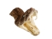 Real Rattlesnake Head: Open Mouth: Large - 598-P517L (Y1EC01)