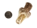 Real Rattlesnake Head: Open Mouth: Medium - 598-P517M (Y1EC01)