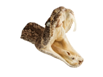 Real Rattlesnake Head: Open Mouth: Medium 
