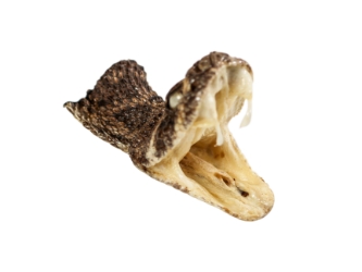 Real Rattlesnake Head: Open Mouth: Small 