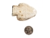 Real Rattlesnake Head: Closed Mouth: Large - 598-P518L (Y1EC02)