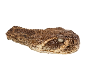 Real Rattlesnake Head: Closed Mouth: Large 