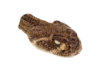 Real Rattlesnake Head: Closed Mouth: Medium 
