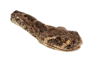 Real Rattlesnake Head: Closed Mouth: Small 