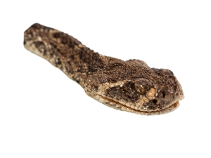 Real Rattlesnake Head: Closed Mouth: Small 