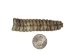 Real Rattlesnake Rattle: #1: Jumbo - 598-R1-J (Y2JC02)
