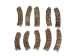 Real Rattlesnake Rattle: #1: Jumbo - 598-R1-J (Y2JC02)