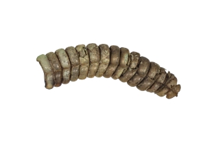 Real Rattlesnake Rattle: #1: Jumbo 