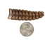 Real Rattlesnake Rattle: #1: Large - 598-R1-L (Y2JC03)