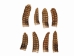 Real Rattlesnake Rattle: #1: Large - 598-R1-L (Y2JC03)