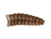 Real Rattlesnake Rattle: #1: Large - 598-R1-L (Y2JC03)