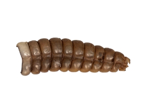 Real Rattlesnake Rattle: #1: Large 