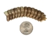 Real Rattlesnake Rattle: #1: X-Large - 598-R1-XL (Y2JC05)