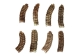 Real Rattlesnake Rattle: #1: X-Large - 598-R1-XL (Y2JC05)