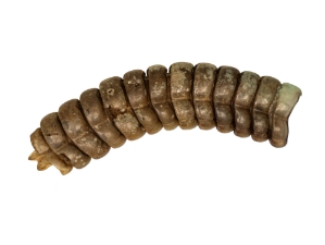 Real Rattlesnake Rattle: #1: X-Large 