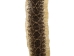 Rattlesnake Skin with No Rattle: 38" to 43" - 598-SRV-AS