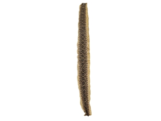 Rattlesnake Skin with No Rattle: 38" to 43" 
