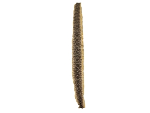 Rattlesnake Skin with No Rattle: 38" to 43" 