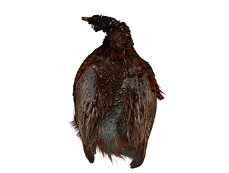 Ringneck Pheasant with Head: #1: Natural Color 
