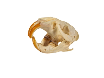 Marten Skull: Broken or Cracked 