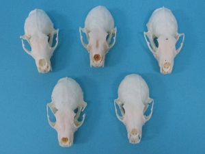Marten Skull: Broken or Cracked 