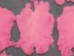 Dyed Better Rabbit Skin: Baby Pink (Inconsistent Color) - 649-G13121201 (Y1GRM)