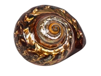 Dyed Copper Polished Turbo Sarmaticus: Large turban shells