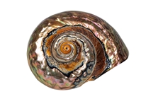 Dyed Copper Polished Turbo Sarmaticus: Medium turban shells