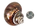 Dyed Copper Polished Turbo Sarmaticus: Small - 672-P-CP-S (L31)