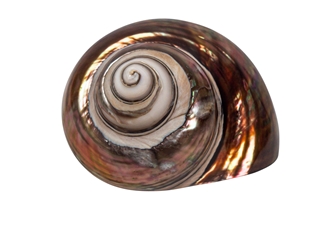 Dyed Copper Polished Turbo Sarmaticus: Small turban shells