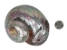 Polished Turbo Sarmaticus Shell: Jumbo - 672-P-J (Y3L)