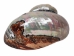 Polished Turbo Sarmaticus Shell: Jumbo - 672-P-J (Y3L)