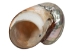 Polished Turbo Sarmaticus Shell: Jumbo - 672-P-J (Y3L)
