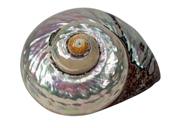 Polished Turbo Sarmaticus Shell: Jumbo turban shells