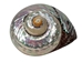 Polished Turbo Sarmaticus Shell: Jumbo - 672-P-J (Y3L)