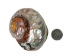 Polished Turbo Sarmaticus Shell: Large - 672-P-L (Y1MC17)(Y3L)