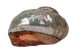Polished Turbo Sarmaticus Shell: Large - 672-P-L (Y1MC17)(Y3L)