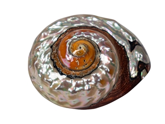 Polished Turbo Sarmaticus Shell: Large turban shells