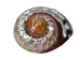 Polished Turbo Sarmaticus Shell: Large - 672-P-L (Y1MC17)(Y3L)