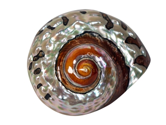 Polished Turbo Sarmaticus Shell: Medium turban shells