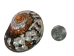 Polished Turbo Sarmaticus Shell: Small - 672-P-S (Y1MC18)(Y3L)