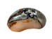 Polished Turbo Sarmaticus Shell: Small - 672-P-S (Y1MC18)(Y3L)